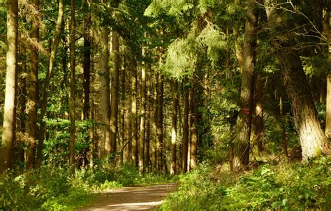 Free Images Tree Wilderness Sunlight Leaf Walk