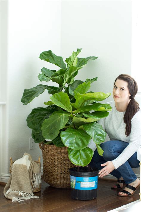 If you are wondering how to make fiddle leaf fig grow multiple branches, here are the. Wow! That's a big blunt. : funny