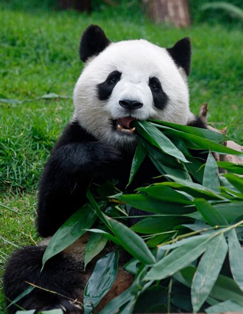 Macaus Giant Female Panda Xin Xin Dies Of Kidney Failure Ctv News