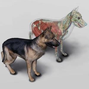 At sheppardsoftware.com your child has access to educational games online. 3D Dog Anatomy Software