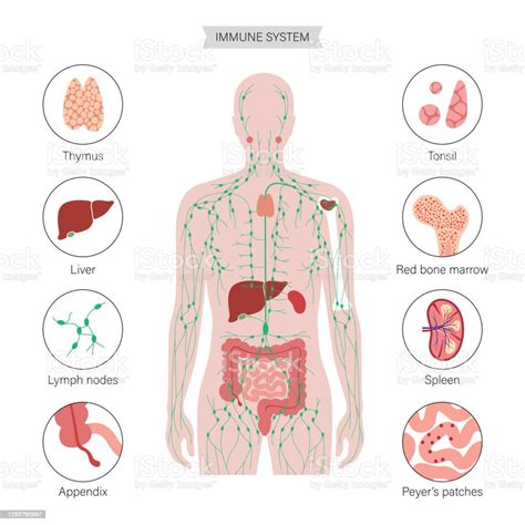 Lymphaticsystem Stock Illustration Download Image Now Immune System