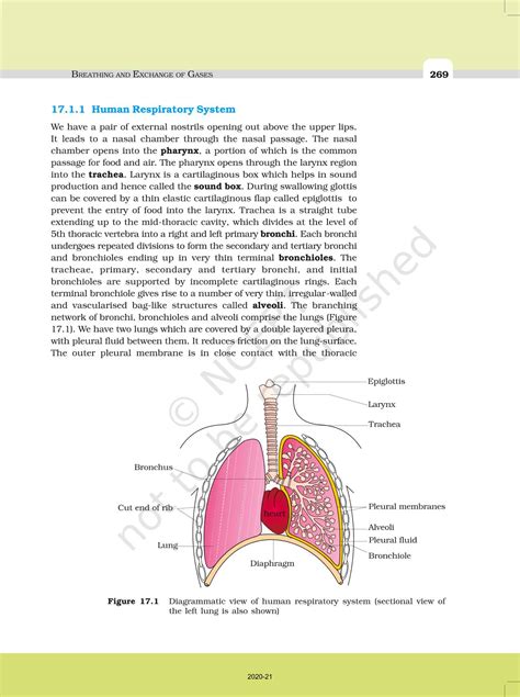 Breathing And Exchange Of Gases Ncert Book Of Class 11 Biology