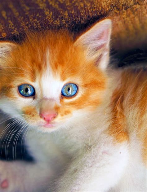 Kitten With Blue Eyes Cute Animals Cute Cats And Kittens Kittens