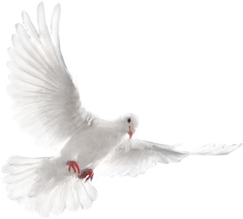 Download Holy Spirit Dove Png White Doves Flying Png Full Size Png