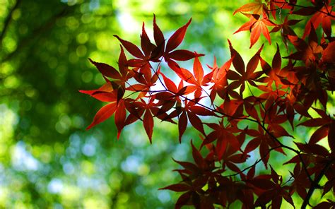 Bokeh Green Autumn Red Maple Leaves Wallpaper Nature And Landscape