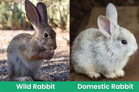 Wild Vs Domestic Rabbits Whats The Difference With Pictures Pet