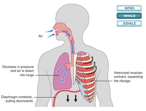 Biology Distinguish Between Ventilation Gas Exchange And Cell