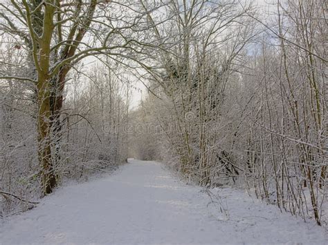 Path Through A Tunnel Of Bare Winter Trees And Shrubs Covered In Snow