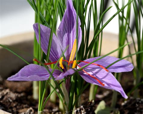 How To Grow Saffron A Step By Step Guide To Grow Saffron