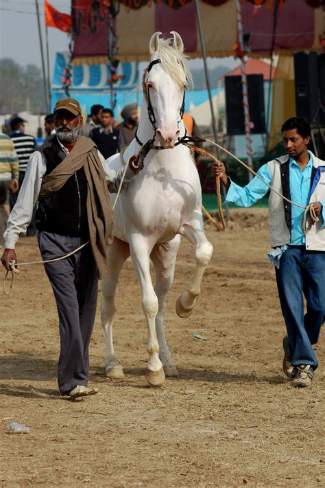 marwari horse indigenous horses  india june