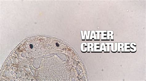 Microscopic Water Creatures Water Under A Microscope Youtube