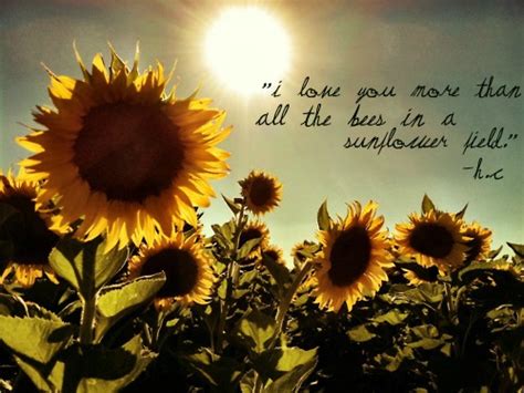 Check spelling or type a new query. Sunflower Sayings And Quotes. QuotesGram