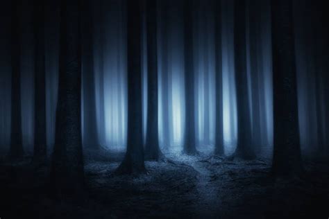 Dark Forest At Night