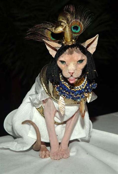 Cats In Costume Who Don T Know It S National Cat Day Houston Chronicle