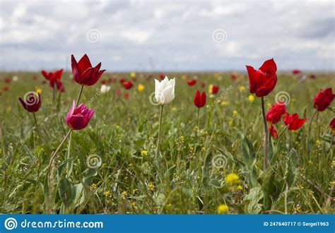 April Flowering Of Schrenk S Wild Steppe Tulips Priyutnensky District