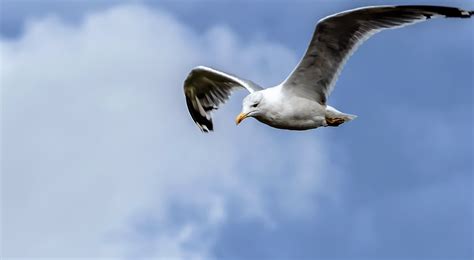 Free Images Nature Wing Sky Seabird Fly Seagull Beak