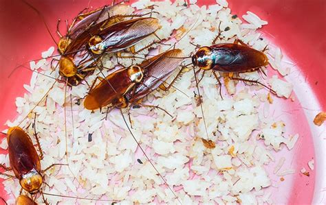 How To Get Rid Of Roaches A Comprehensive Guide For Knoxville Homeowners