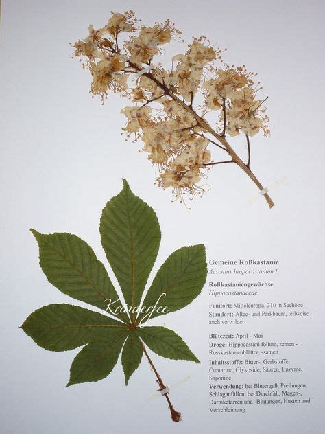 Von der plattform freepik, achtung: Die 17 besten Bilder zu Herbarium vorlage in 2020 ...