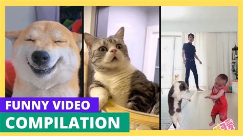 Funny Video Completion Try Not Laugh Funny Cats Funny Dogs And