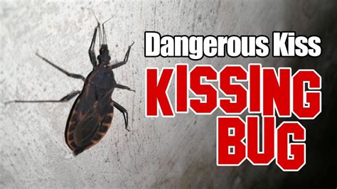 The Deadliest Kiss Kissing Bug Kissingbug Bloodsucker Youtube