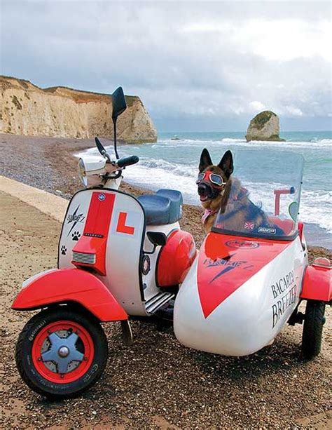 Breez An Alsatian In His Customised Sidecar At Freshwater Bay On The