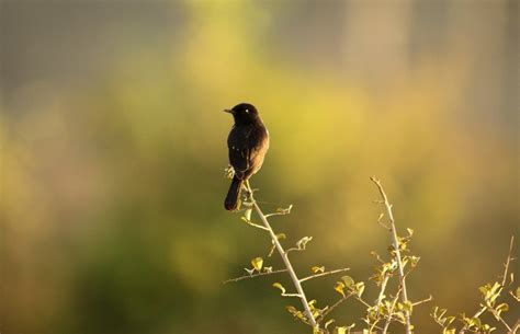 Chris Lansdells Birding And Nature Diary Goa Day 7 16