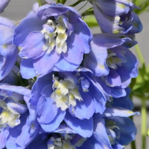 Delphinium Magic Fountain Sky Bluewhite Bee Stauden Pflanzen