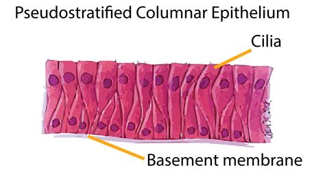 Types Of Epithelial Tissue Simple Compound And