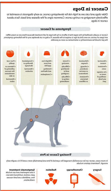 Symptoms Of Cancer In Dogs How To Treat