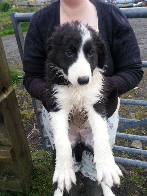 Our border collies are bred as active family companions. Beautiful Border Collie Puppies For Sale ONE LEFT ...