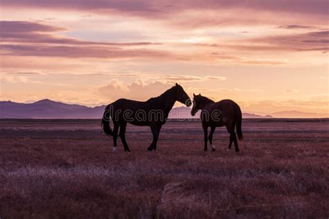 Pair Of Wild Horse Stallions At Susnet Stock Photo Image Of Nature