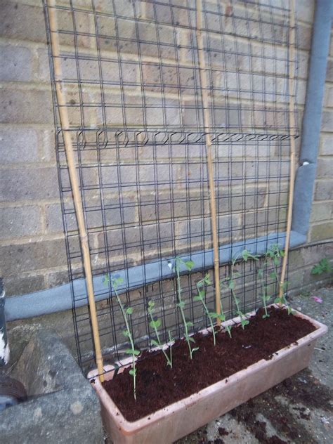Growing Sweet Peas On A Home Made Frame Great Ideas I Could Actually