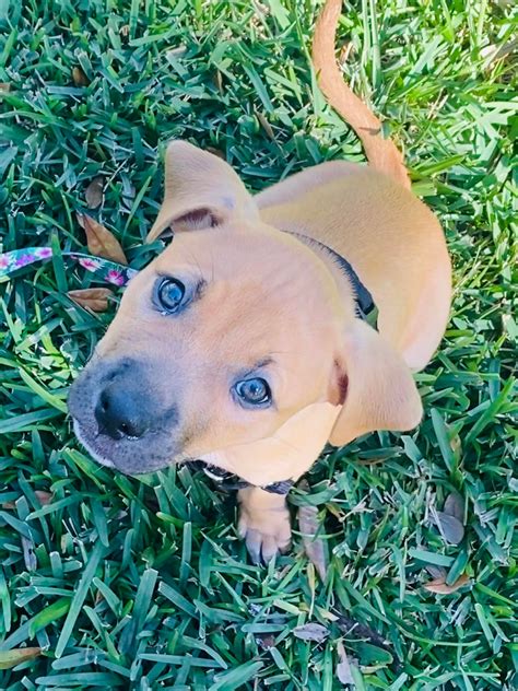 💜Welcome Ms Daisy... - South Tampa Dog Walking & Pet Sitting | Facebook