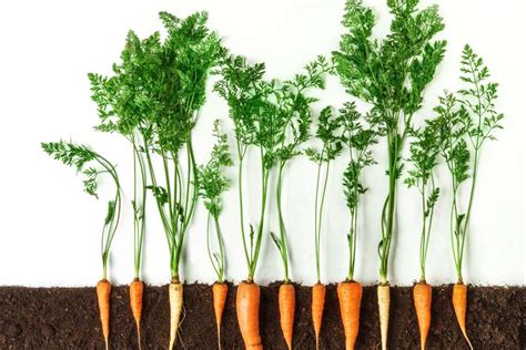 Step By Step Guide How To Grow Carrots Aker