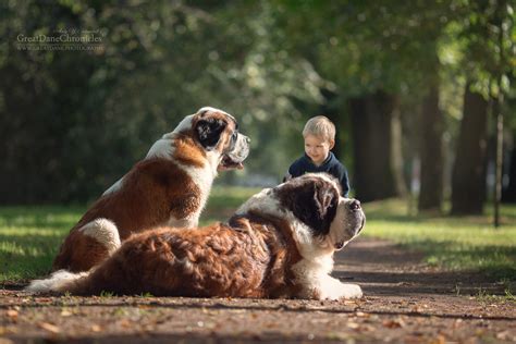 10 Reasons Why Big Dogs Are Definitely Dangerous For Your Kids