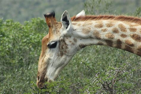 5 Fascinating Giraffe Facts Kariega Game Reserve