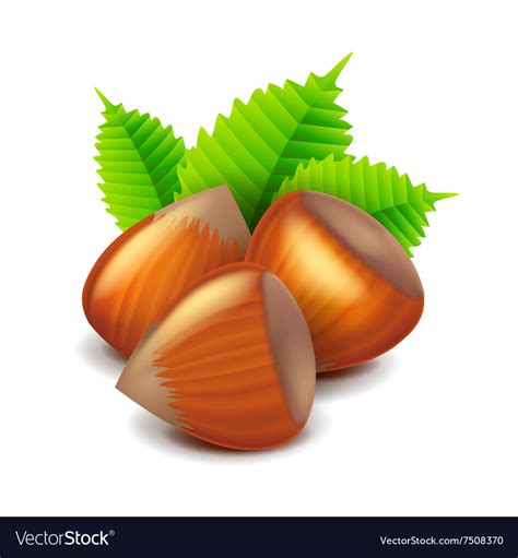 Hazelnuts Isolated On White Royalty Free Vector Image