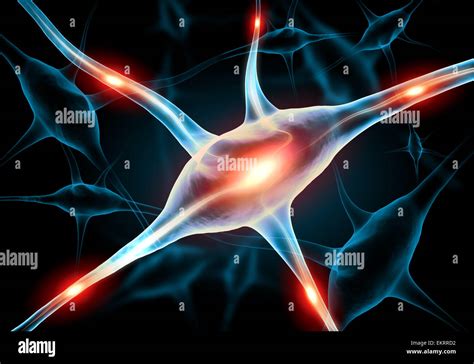 Ilustración De Una Célula Nerviosa Fotografía De Stock Alamy