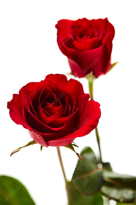 Premium Photo Two Red Rose On White Background
