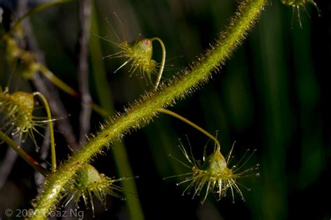 Drosera Hirsuta Species Profile Fierce Flora
