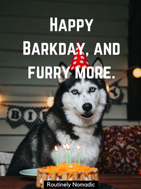 75 Perfect Funny Dog Birthday Puns For 2023 Routinely Nomadic