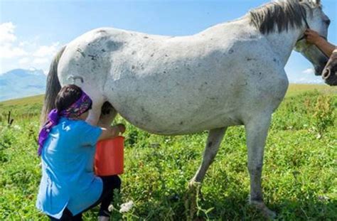 6 Manfaat Hebat Susu Kuda Untuk Tubuh Manusia