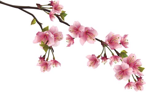 Sakura Png Transparent Image Download Size 1280x811px