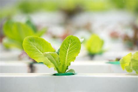 How To Grow Hydroponic Lettuce Plant Care Tips