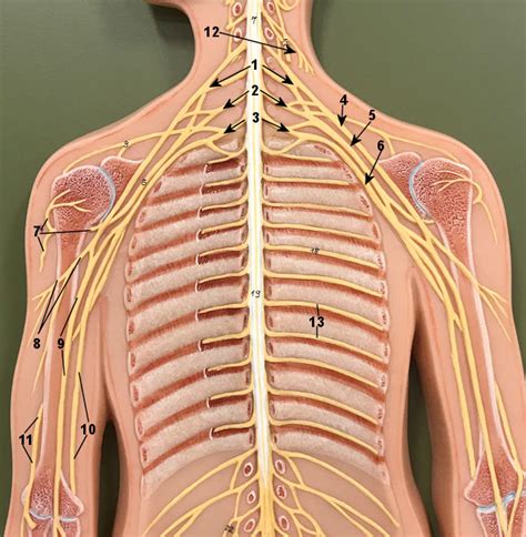 Brachial Plexus