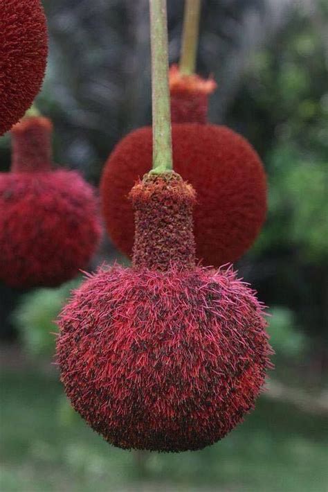 These Fuzzy Reddish Balls Almost Look Like Party