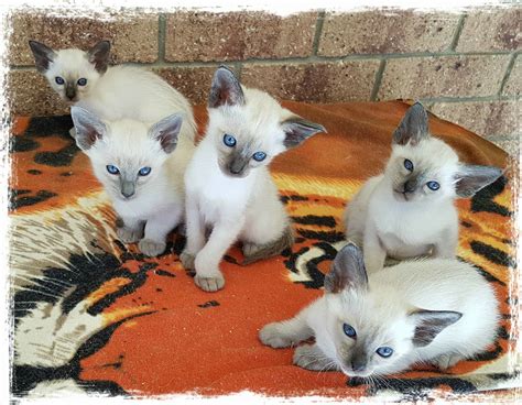 Siamese Cats For Sale New Mexico Siamese Cats For Sale Fallston Md