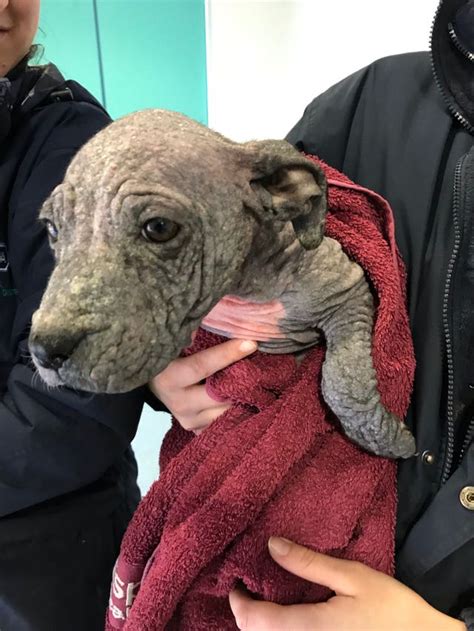 Bald Puppies On The Road To Recovery After Being Dumped Guernsey Press