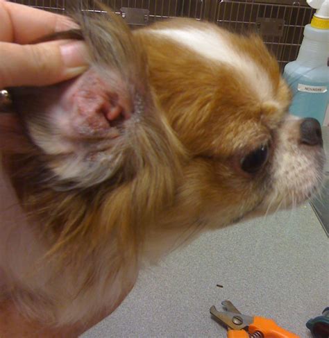Фото болезни ушей у собак Симптомы с фото и лечение болезней ушей у
