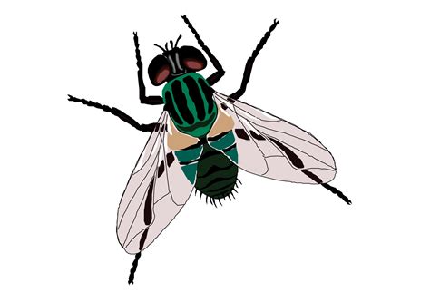 Fly Sticker Toilet Clip Art Fly Clipart Transparent Background Hd
